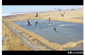 Changhan Lake of Songyuan 'Wakes Up'! The Lake Surface Has Become 'Busy' with Migratory Birds