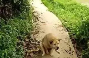 A 15-Year-Old Dog Waits for Me Every Day at the Crossroads, and I Burst into Tears When I Approached