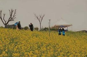 Anse Nangou Valley rapeseed flowers bloom, a sea of golden yellow worthy of the bright spring sunshine, let's meet!