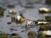28 Spoon-billed Sandpipers Recorded on Zhaojian Coastal Mudflats – Earth’s Most Endangered Bird Species