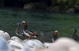 Mandarin Ducks Foretold the Warming Spring River! Hundreds of Mandarin Ducks Play in Water, Hangzhou Lin'an Changhua Creek Showcases Beautiful Spring Scenery