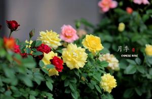 Hangzhou Tourism, Flower Photography on River Street