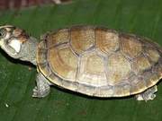 Biological and Distribution Study of Grassland Side-necked Turtles in Venezuela
