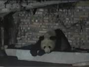 Leaving at Dawn! 'Heavyweight Guest' Visits Villagers Twice