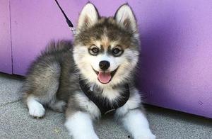 Huskies and Pomeranian Mixed Breed Dog: Small Size, Saves on Dog Food