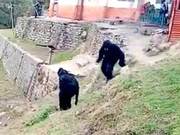 To Deal with Monkeys, Indian Police Pretend to Be Brown Bears; Animal Expert: Monkeys May Soon Discover They Are Fake