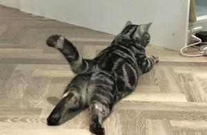 Grandma's Cat Gain Weight Dramatically, Belly Enlarged