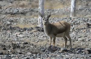 Sprites in the Green Belt: Houbara Bustard