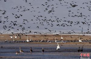 Southern Xinjiang Enters Peak Season for Migratory Bird Migration