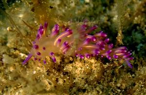 Cute Sea Rabbit (128) - Slu (15): Purple Rice Feather Rabbit (Anwen)