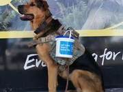 Participating in Fundraising with Dogs! Understanding How New Zealand Protects Dogs