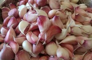Pickled Candied Garlic Vinegar: The 1 Step That Prevents Bitterness and Rot