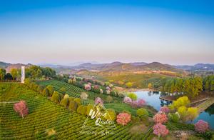 The Hidden Cherry Blossom Tea Garden in Liyang, Jiangsu – A Fairytale Landscape Nearly Unknown