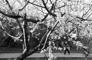 Spring's Warmth Intensifies