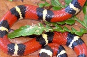 Crimson King Snakes, Crimson King Snakes, and Coral Snakes are Easily Mistaken for Being Poisonous or Non-Poisonous!