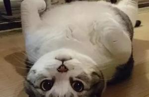 Why Do Cats Flip Over Their Bellies When They See You? A Guide to Understanding Your Cat's Strange Behavior