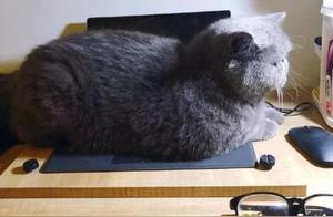 Cat Jumps on Keyboard While Woman is Distracted, Accidentally Types a Line of Text - A Close Call!