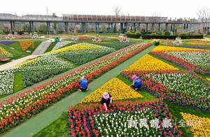 Pujiang Wetland Park Flowers Approaching Peak Viewing Season