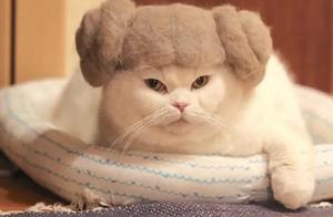Don't throw away cat hair, make balls and your neighbor's cats will drool!