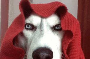 Shiba Inu Completely Wrapped in Fabric, Becoming an Unusual Dog: 'Sense of Familiarity with Grandmother!'