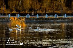 Beijing: Wild Swans Bathe in the Warm Sunlight