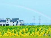 Chongzhou: Roll up your sleeves and strive for success, appreciating the poetic beauty of spring plowing
