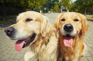 Are Golden Retrievers Really Easy to Take Care Of? Don't Be Fooled by These 'Lies' - A List of Their 6 Major Drawbacks