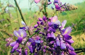 Zhuge Dian: Goldenroot Flowers Bloom, Fragrance Fills the Mountains