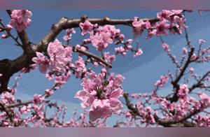 Peach Blossoms in Full Bloom, A Stunning Spectacle on Longquan Mountain!
