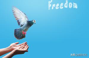 Humans and Nature | Pigeons Soaring in the Peaceful Sky