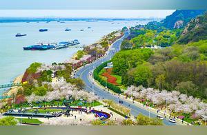 Nanjing's Longest 'Cherry Blossom Avenue' Amazes Visitors