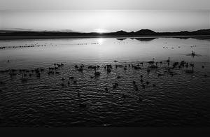 Qinghai Daily: Krukho Lake and Tosho Lake Witness Peak Migration of Migratory Birds