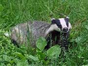 Besides humans, other animals also exist cross-species friendships, coyotes and badgers play and hunt together