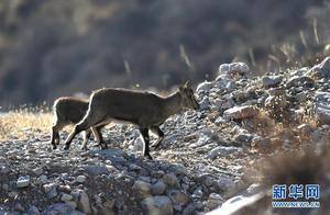 Leaping 'Spirits' in the Helan Mountains
