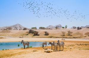 Enjoy the Best Desert Tour in Dubai