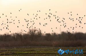 Zhangye: Pigeon Wetland Ecological Superiority