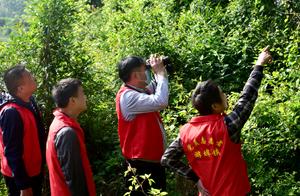 Lanxi: The Time for Egret Chicks Arrives