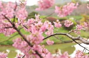 When Wuhan East Lake Cherry Blossoms Meet Red Tile White Walls