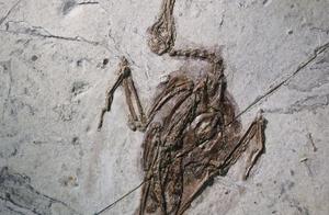 Who Were the Ancestors of Bats? Archaeologists Discover a Fossil in Mongolia That Is Really Scary