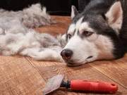Young Woman Angered by Golden Retriever Shedding, Chooses Portuguese Water Dog After a Year