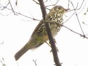 Rare Endangered Bird Species Spotted in Liaoqiao Park