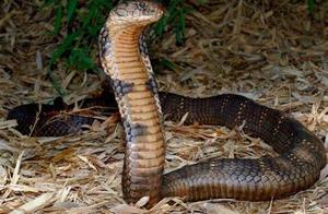 Snakes Don't Have Legs But Can Walk – You Won't Believe How They Do It!