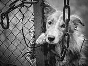 Voices of Life: Important Considerations for Stray Animal Rescue