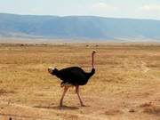 Animal Kingdom: Tanzania, Where I Mixed with All the Wild Animals