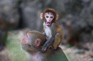 Lingshui South Bay Monkey Island Opens Tomorrow! Join the ‘Grand Monkey Island New Nanshan’ Cloud Viewing Live Event