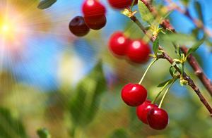 Autumn has arrived, full fruits hang from the branches, shimmering with golden sunlight.
