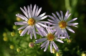 Cosmos (or Calluna vulgaris) – Gracefully Swaying in the Autumn Breeze, Exquisitely Beautiful and Unaware