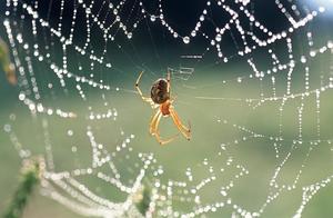 Flying Without Wings: An Exploration of Wingless Flight in Insects – Spiders