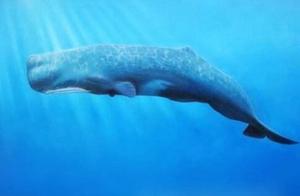 One Whale Falls, All Life Arises” – A Sacred and Poignant Funeral