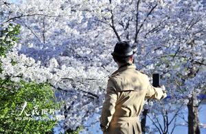 Early Cherry Blossoms Bloom in Beijing's Yuyuantan Park, Adding Beauty to Spring